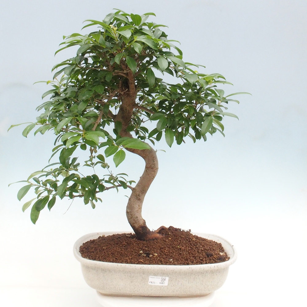 Indoor Bonsai - Australische Kirsche - Eugenia uniflora