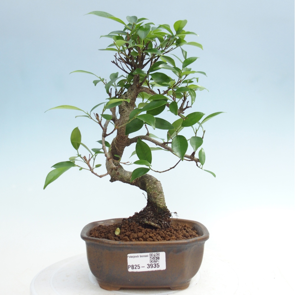 Zimmerbonsai - Ficus retusa - Kleinblättriger Ficus