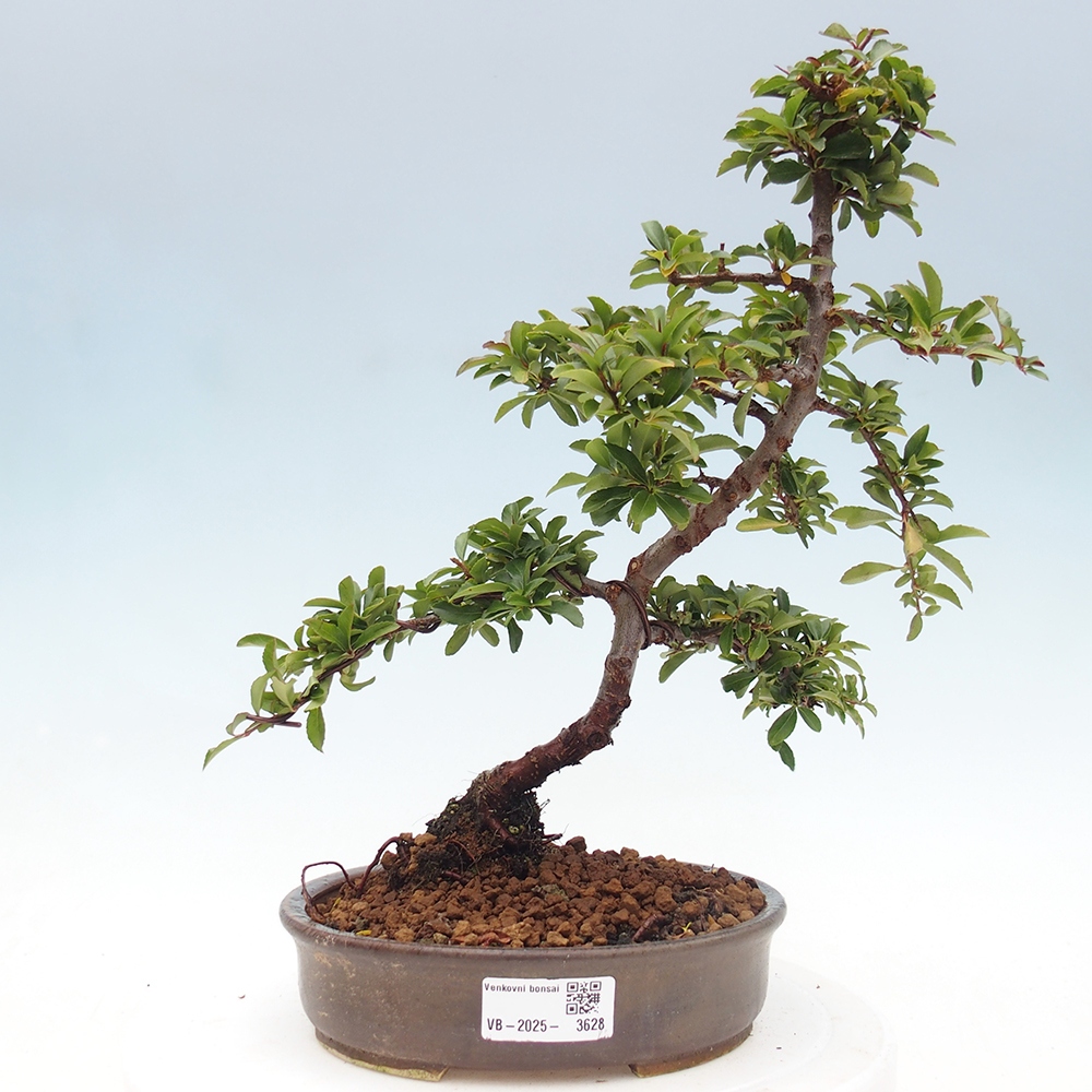 Outdoor Bonsai-Pyracanta Teton -Bäckerei