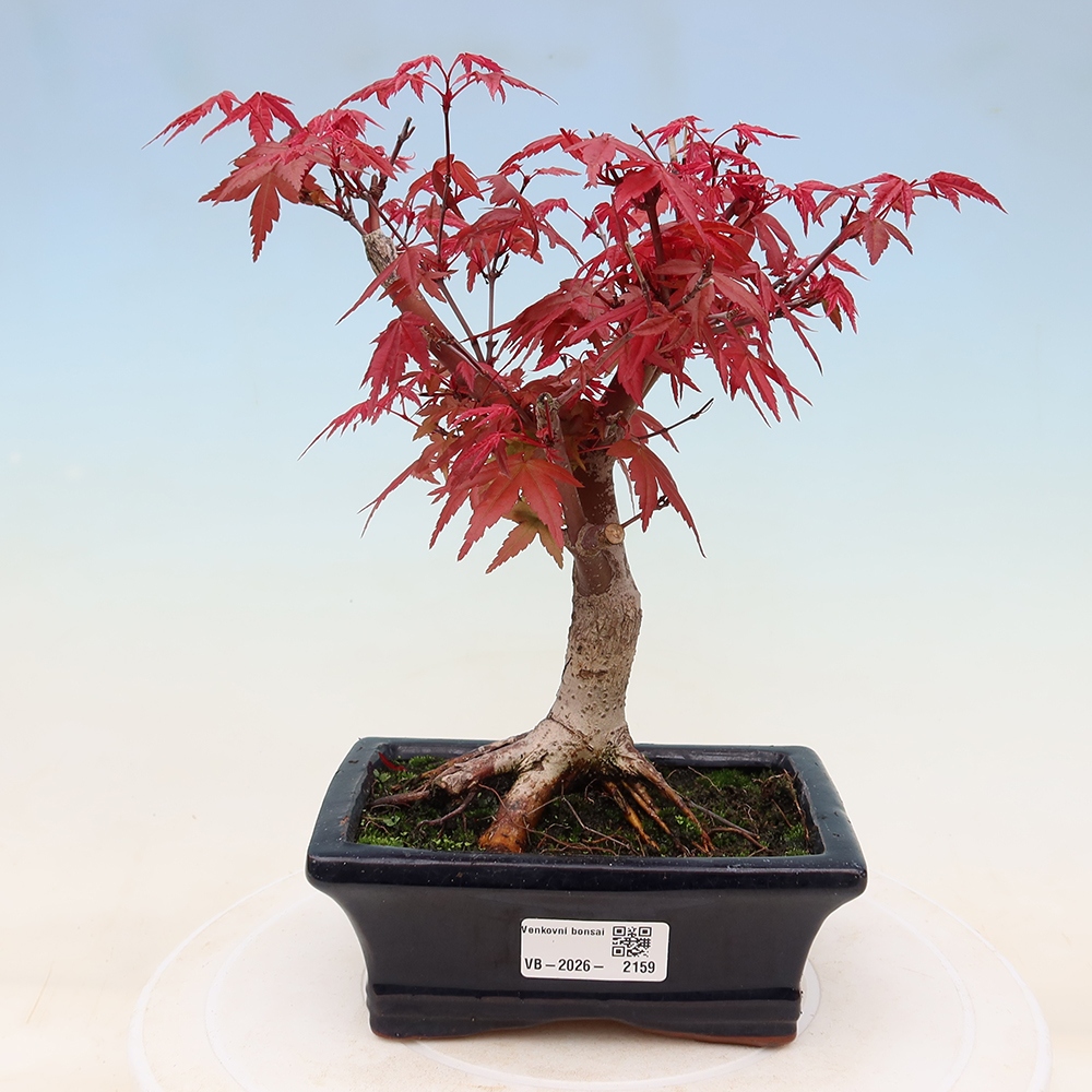 Bonsai für draußen - Acer palmatum DESHOJO