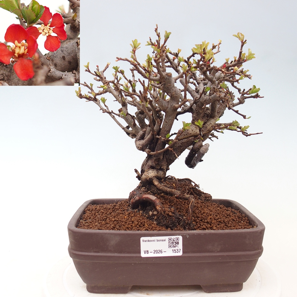 Bonsai für draußen - Chaneomeles speciosa - Quitte