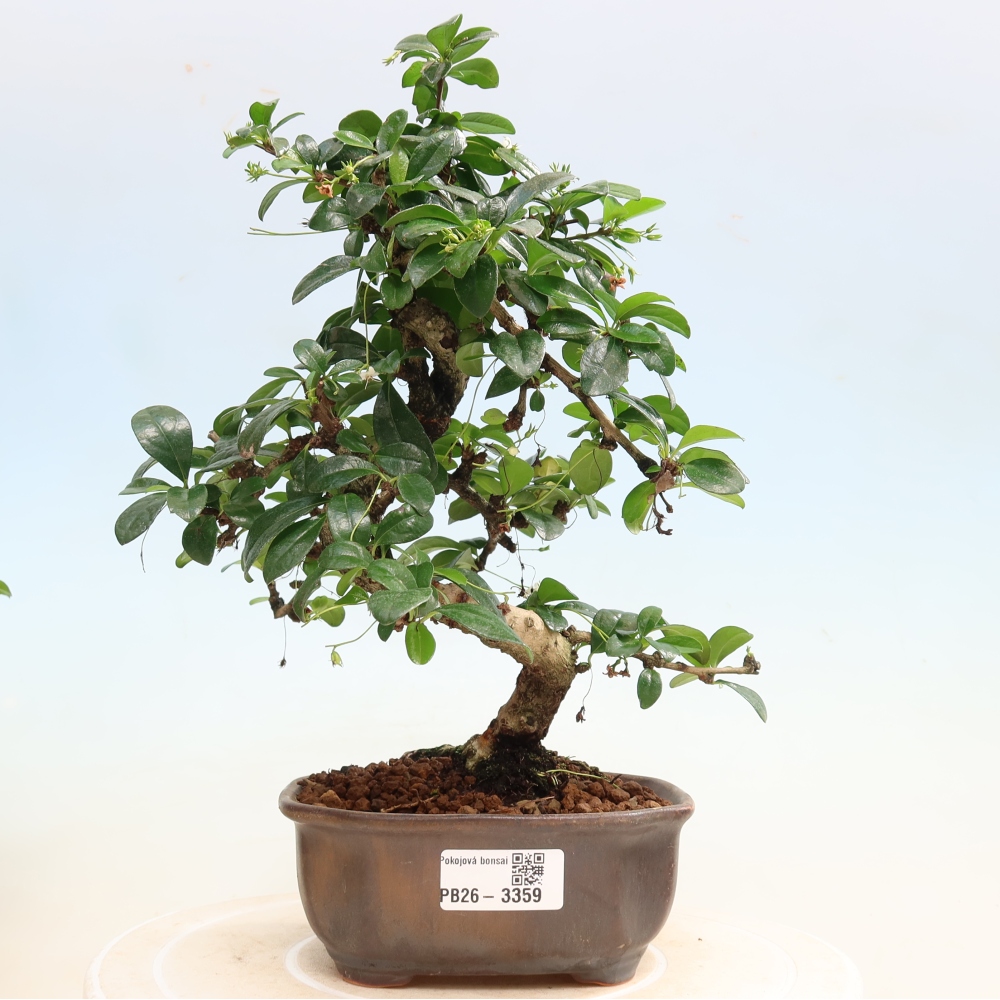 Zimmer-Bonsai - Carmona macrophylla - Tee-Fuki