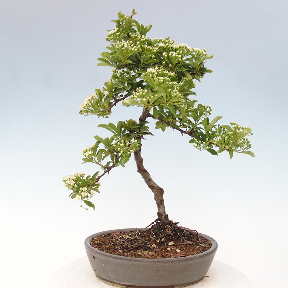 Outdoor Bonsai-Pyracanta Teton -Bäckerei