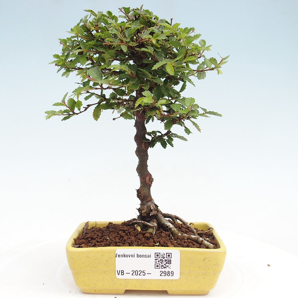 Bonsai im Freien - Ulmus parvifolia Sagei - Kleinblättrige Ulme