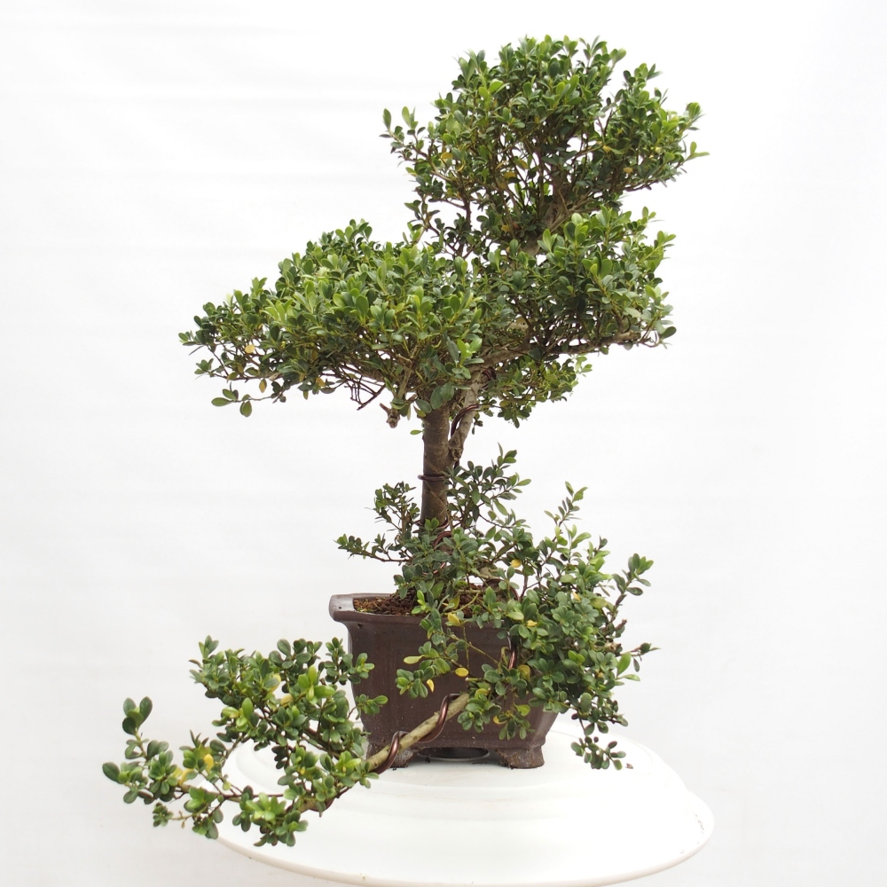 Zimmerbonsai - Ilex crenata - Holly