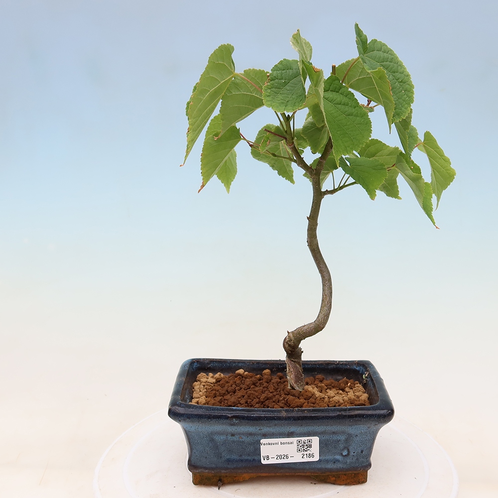 Bonsai für den Außenbereich – Herzblättrige Linde – Tilia cordata