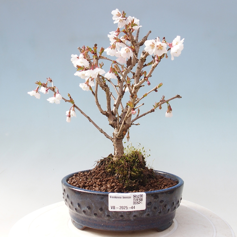 Bonsai im Freien - Prunus incisa Kojou-no mai-Pflaume geschnitten