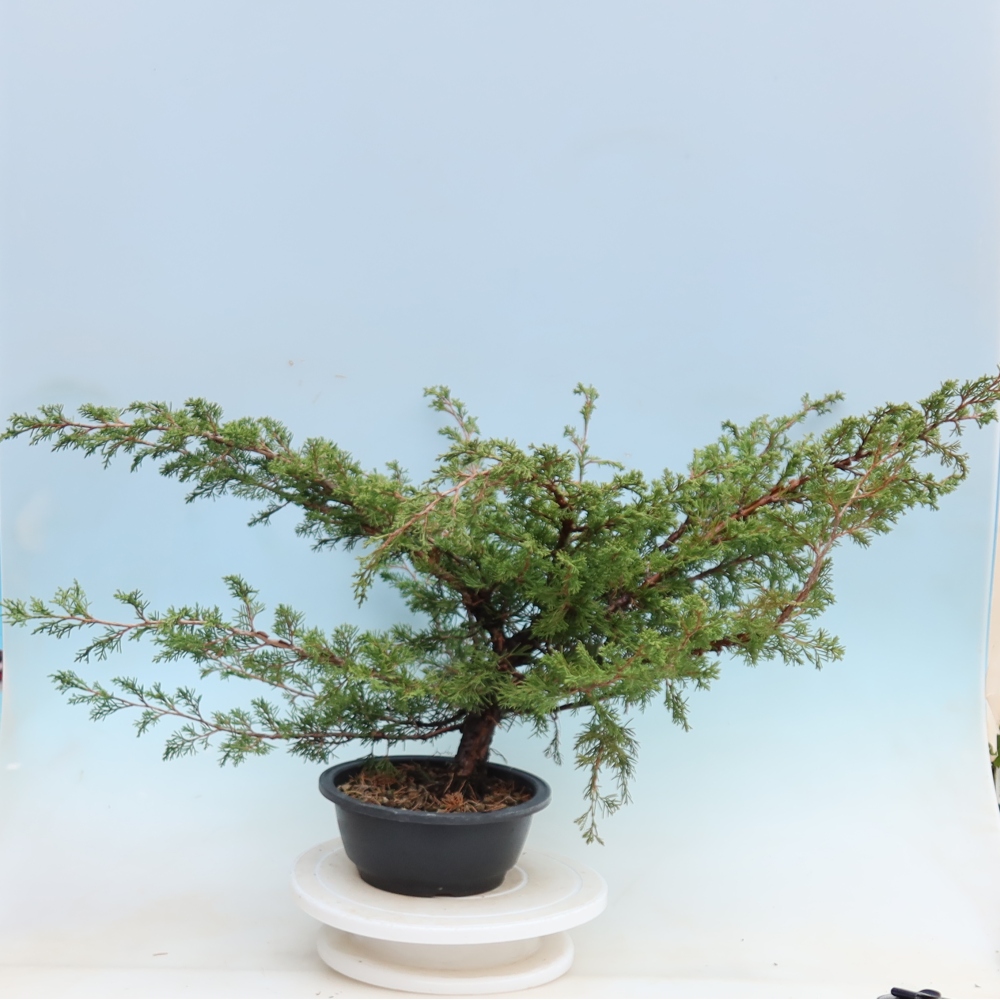 Bonsai für den Außenbereich – Juniperus chinensis Itoigawa – Chinesischer Wacholder