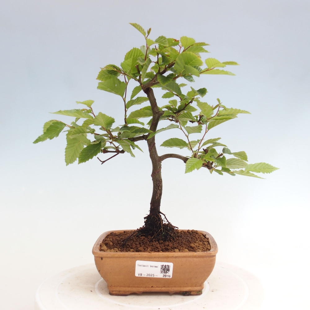Bonsai im Freien - Hainbuche - Carpinus betulus