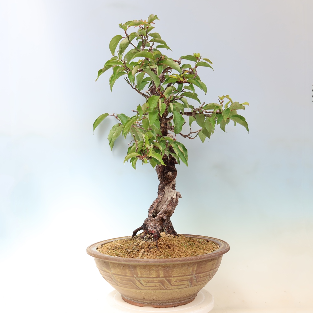 Bonsai für den Außenbereich – Japanischer Aprikosenbaum – Prunus Mume