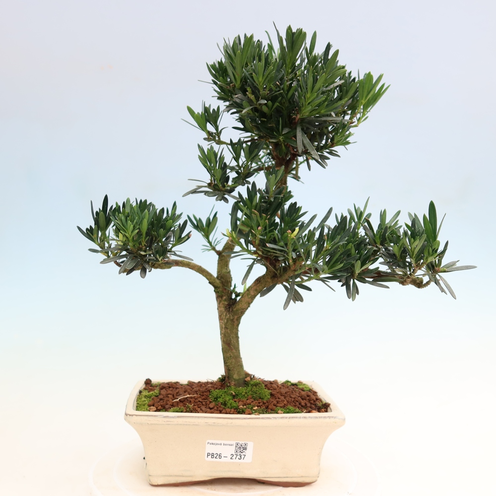 Zimmerbonsai - Podocarpus - Stein-Eibe