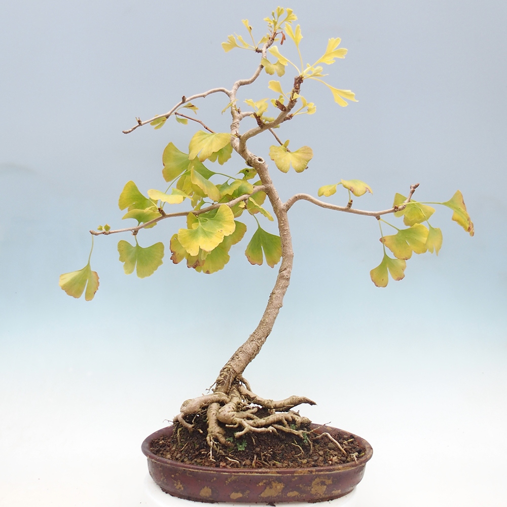 Bonsai im Freien - Ginkgo biloba
