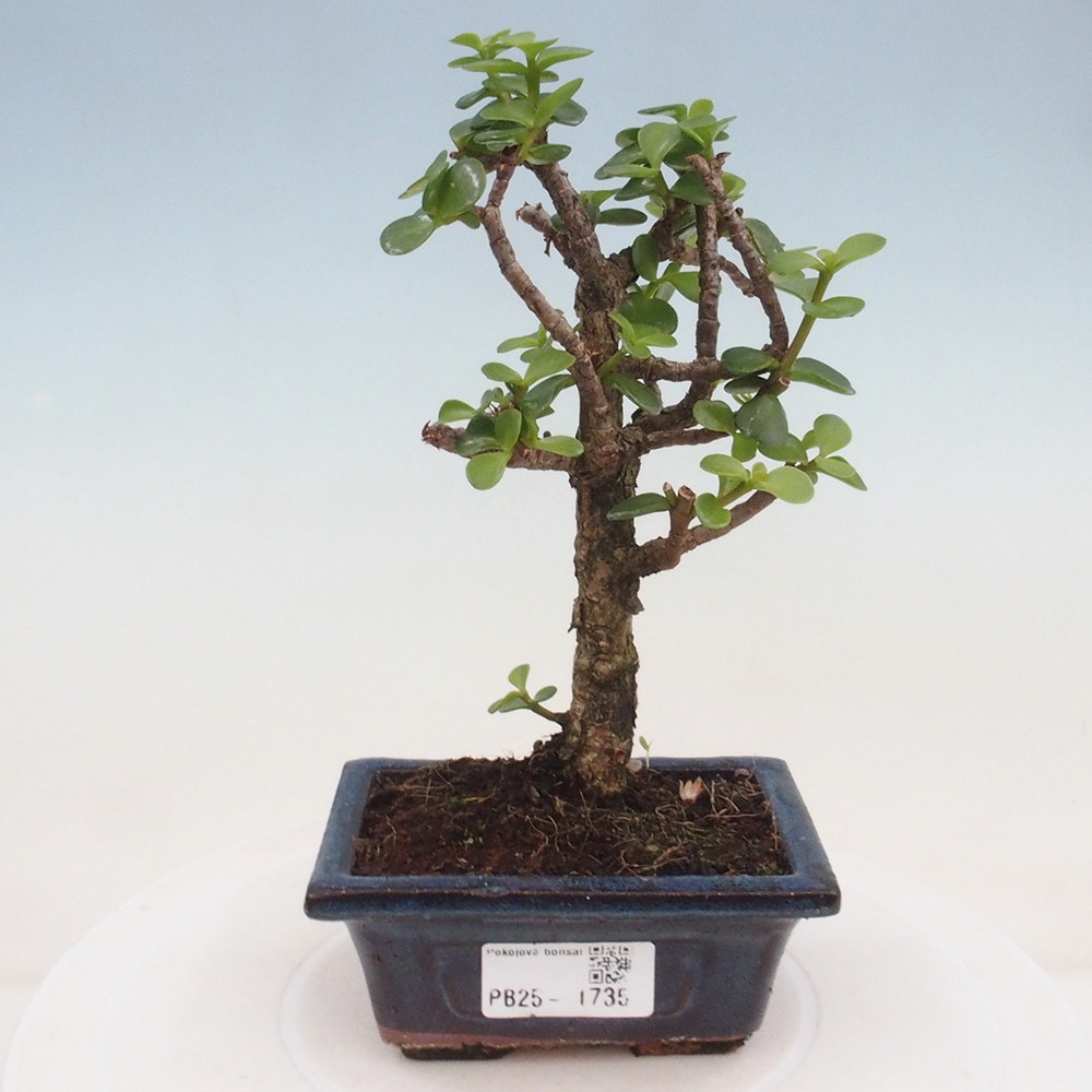 Zimmerbonsai - Portulakaria Afra - Tlustice