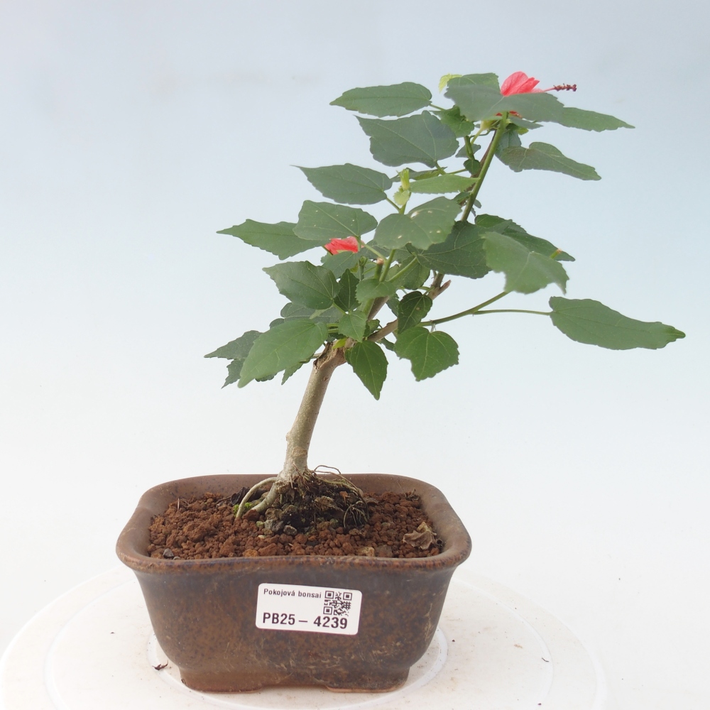 Zimmerbonsai - Malvaviscus arboreus