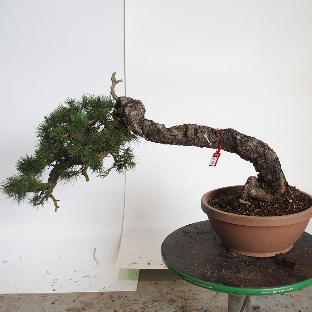 Yamadori - Pinus sylvestris Spanien