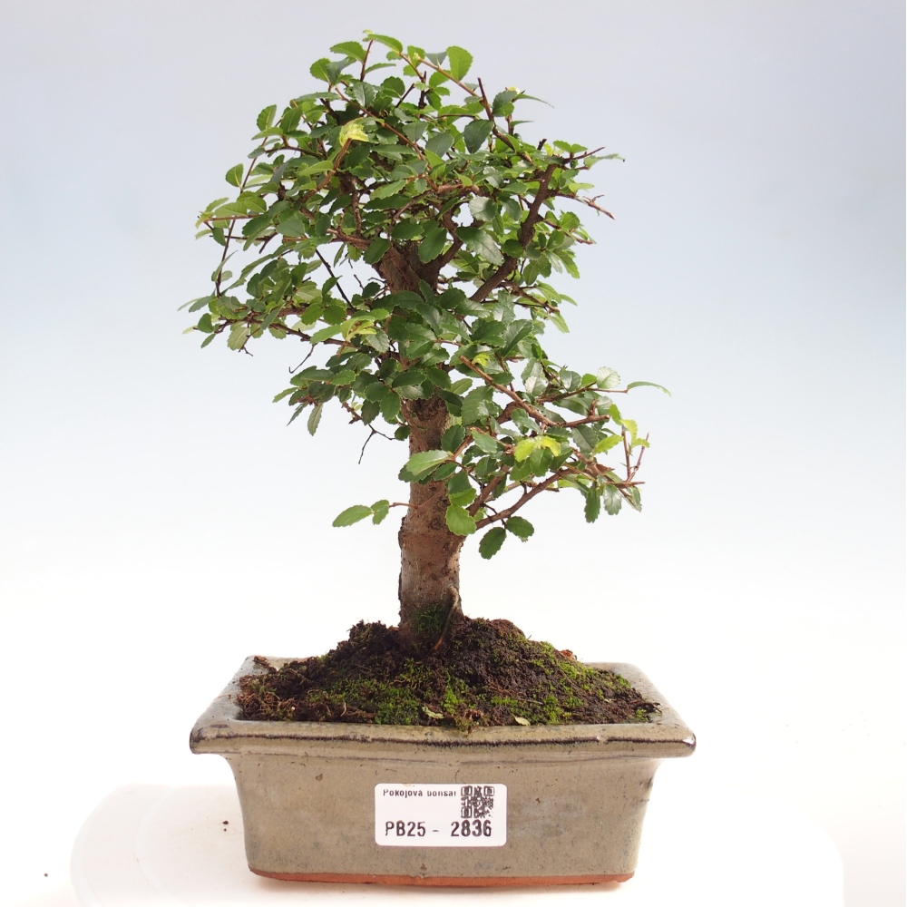 Zimmerbonsai - Ulmus parvifolia - Kleinblättrige Ulme