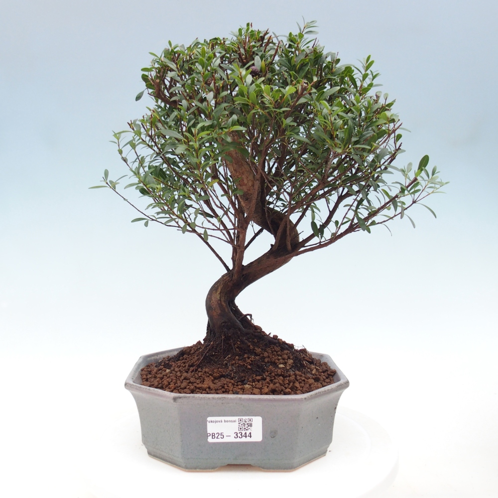 Zimmer Bonsai - Syzygium - Piment