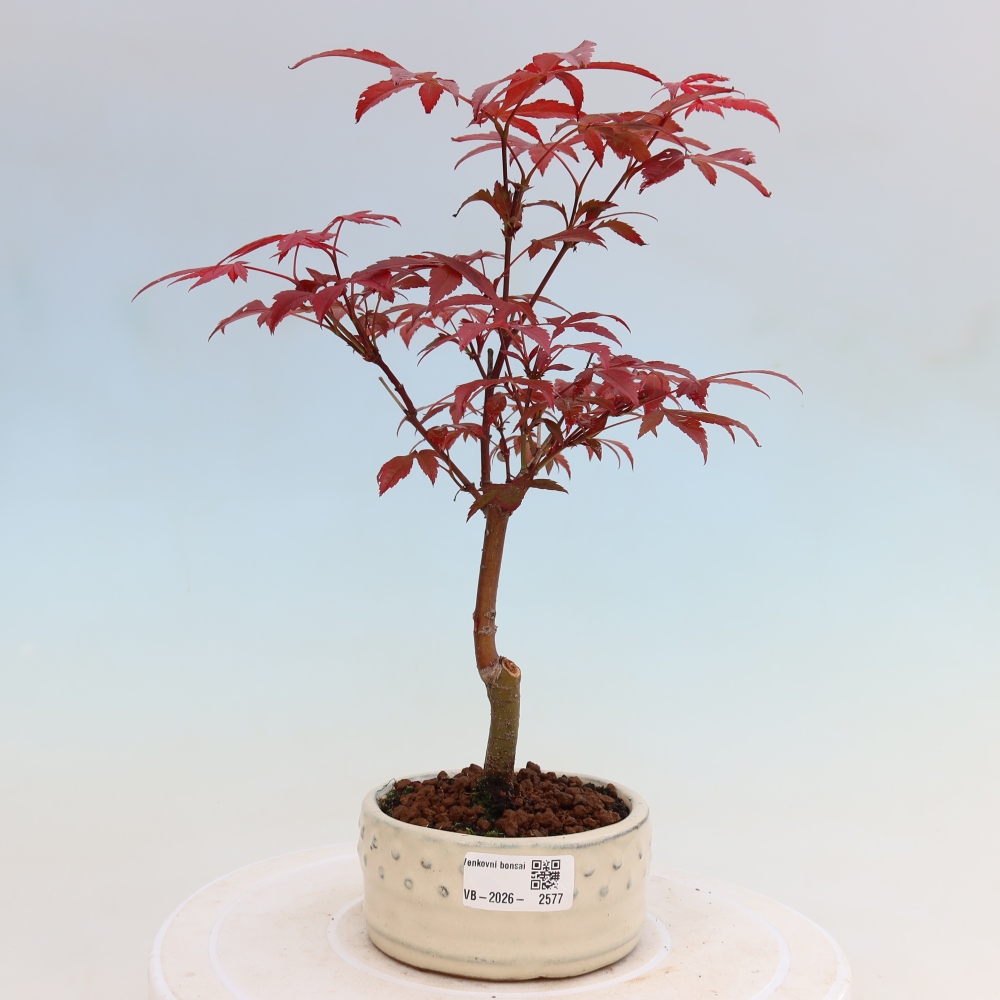 Bonsai für draußen - Acer-Palme. Atropurpureum-Javor palmate