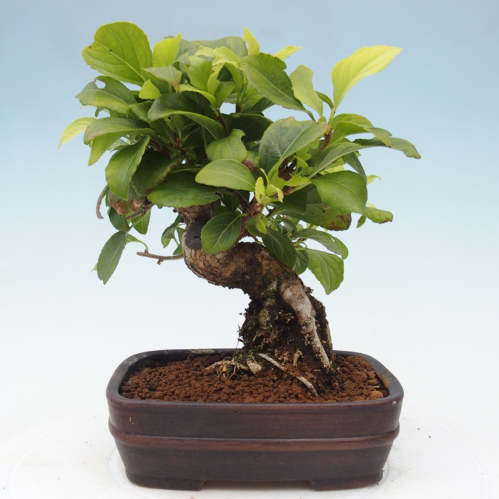 Outdoor-Bonsai - Celastrus Jesenec