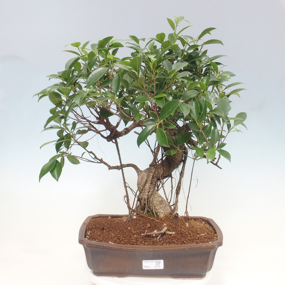Zimmerbonsai - Ficus kimmen - kleinblättriger Ficus