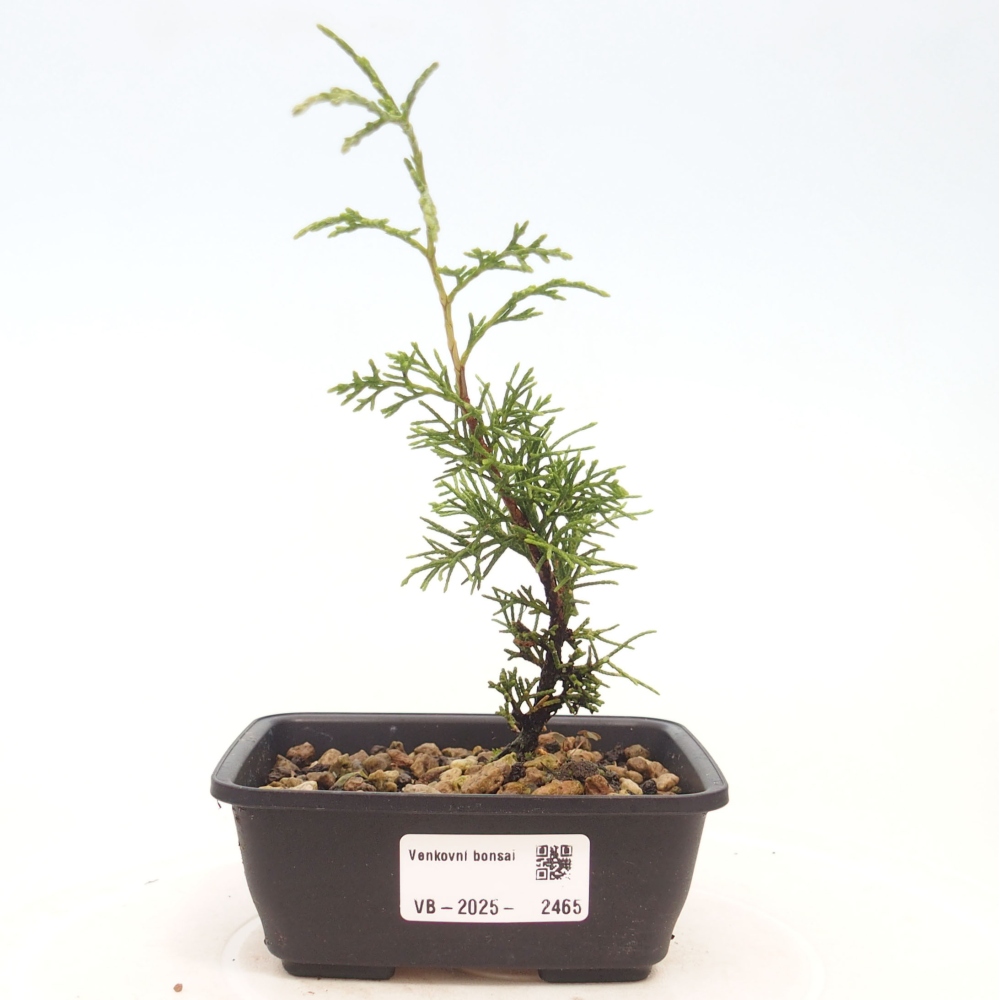 Outdoor bonsai - Juniperus chinensis Itoigawa - Chinese juniper