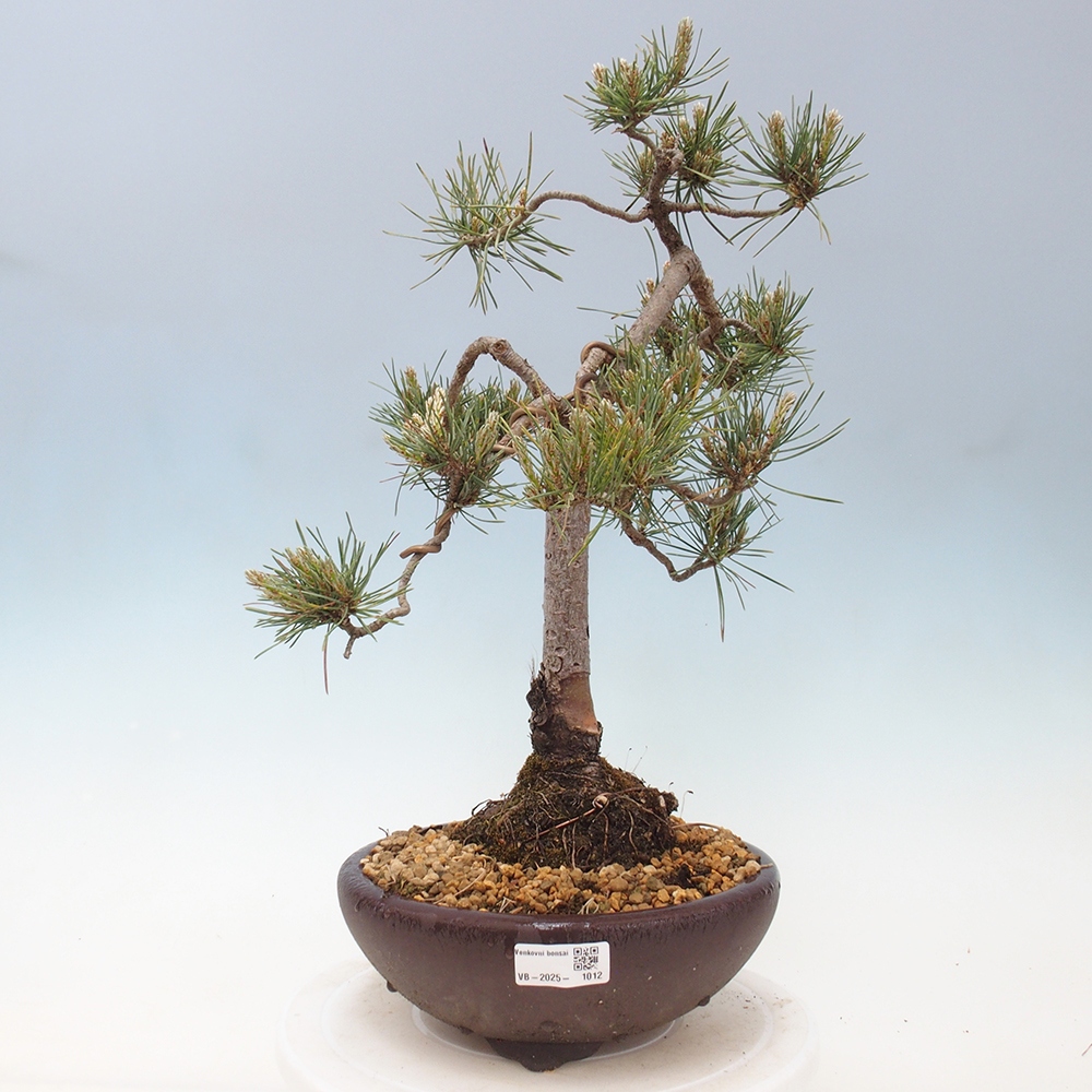 Bonsai im Freien - Pinus Sylvestris - Waldkiefer