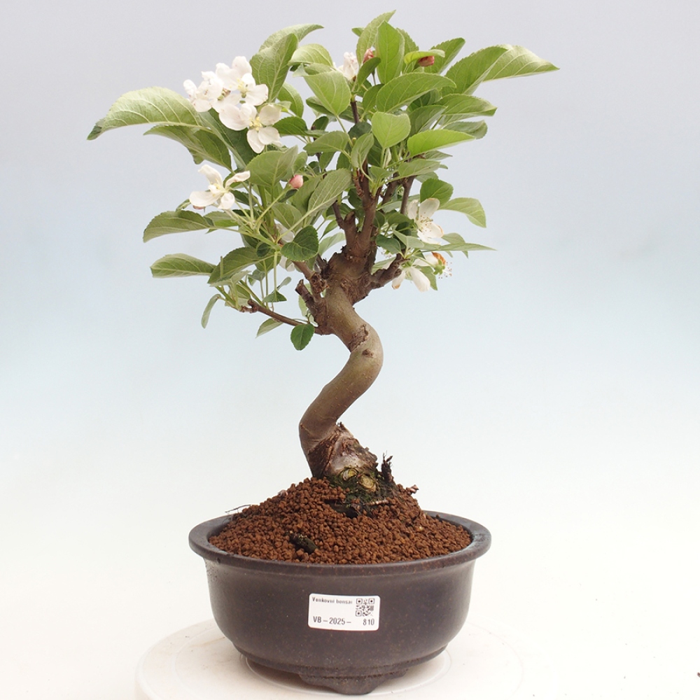 Bonsai im Freien - Malus halliana - Kleinfruchtiger Apfelbaum
