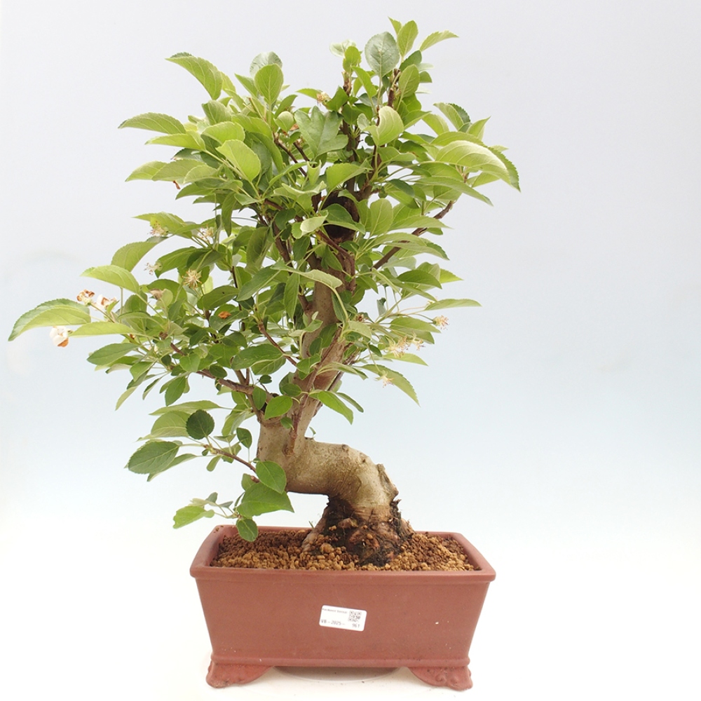 Bonsai im Freien - Malus halliana - Kleinfruchtiger Apfelbaum