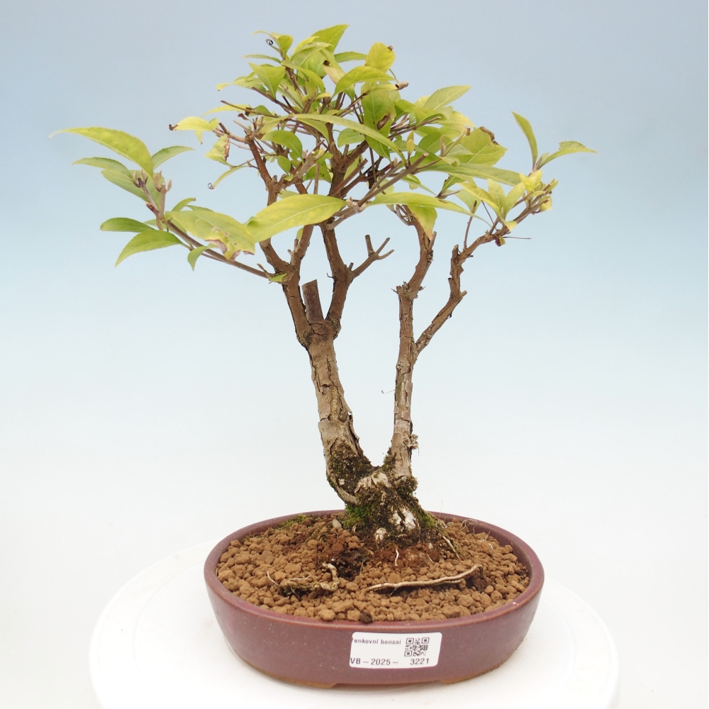 Bonsai im Freien - wunderschöne Pflanze - Callicarpa japonica
