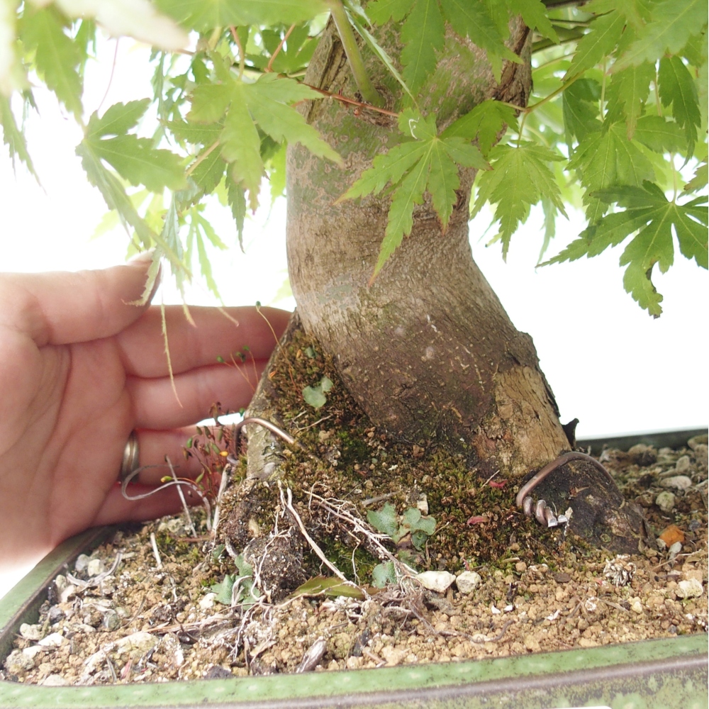 Bonsai für den Außenbereich - Acer palmatum - Vorbereitung NUR auf Paletten