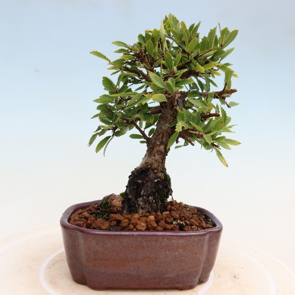 Bonsai für draußen - Zelkova - Zelkova NIRE