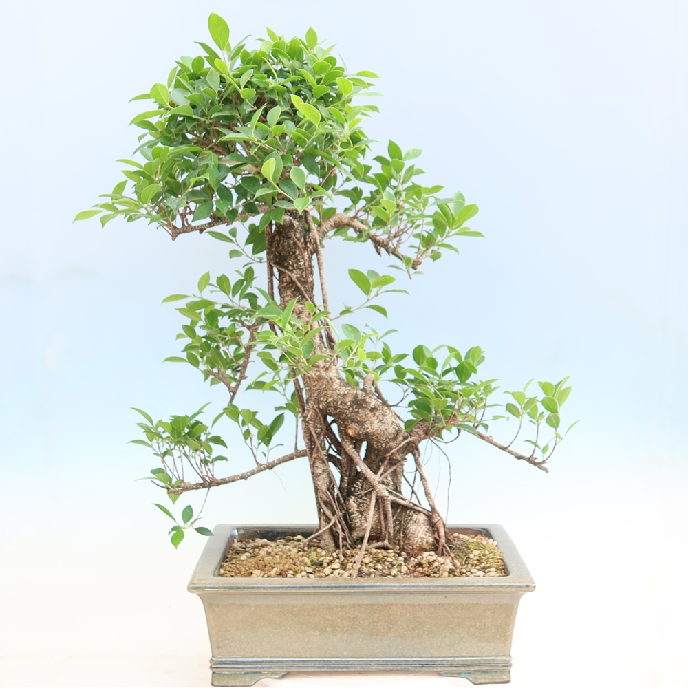 Zimmerbonsai - Ficus kimmen - Kleinblättriger Ficus