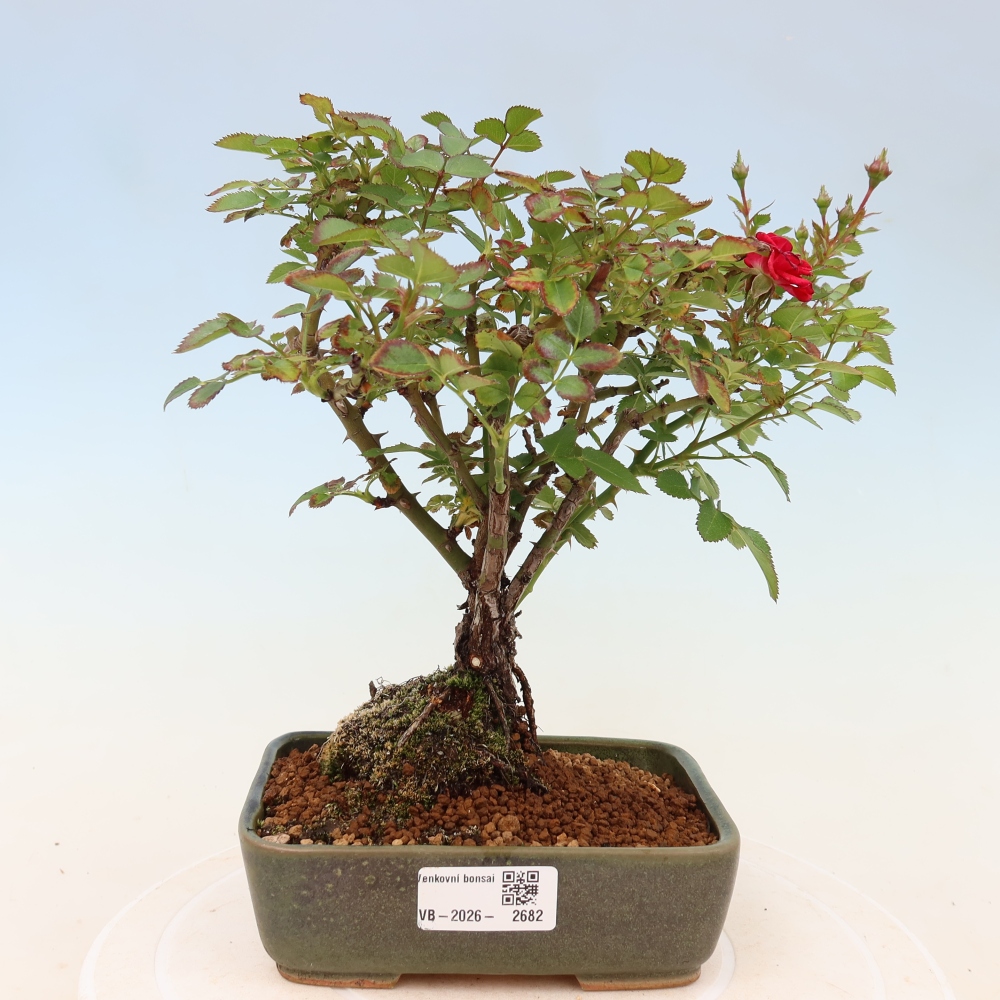 Bonsai für draußen - Rosa Kordes - Rose