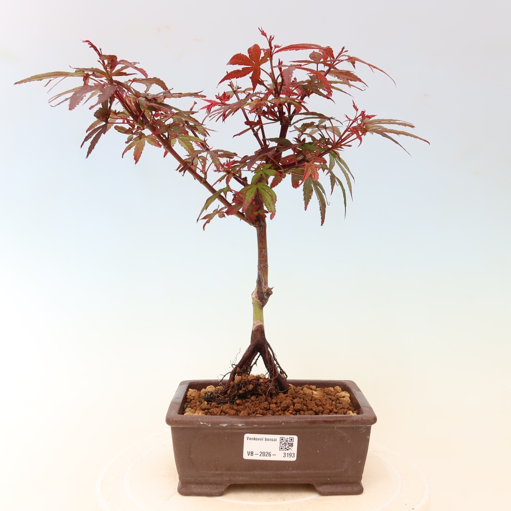 Bonsai für den Außenbereich – Palmenblättriger Ahorn – Acer palmatum „Berry Broom“ 