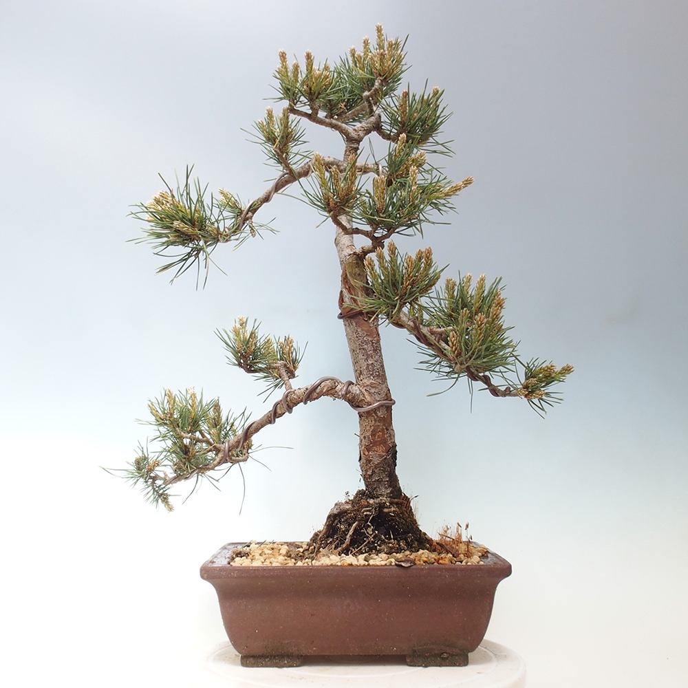 Bonsai im Freien - Pinus Sylvestris - Waldkiefer