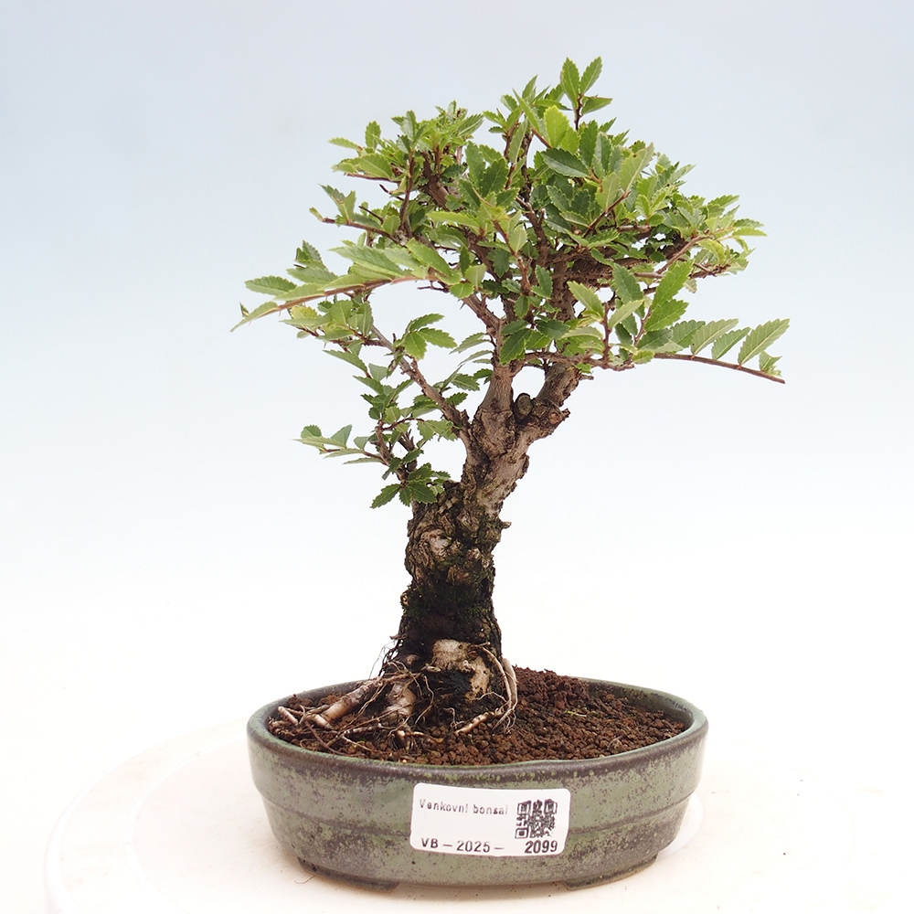 Bonsai im Freien - Zelkova - Zelkova NIRE