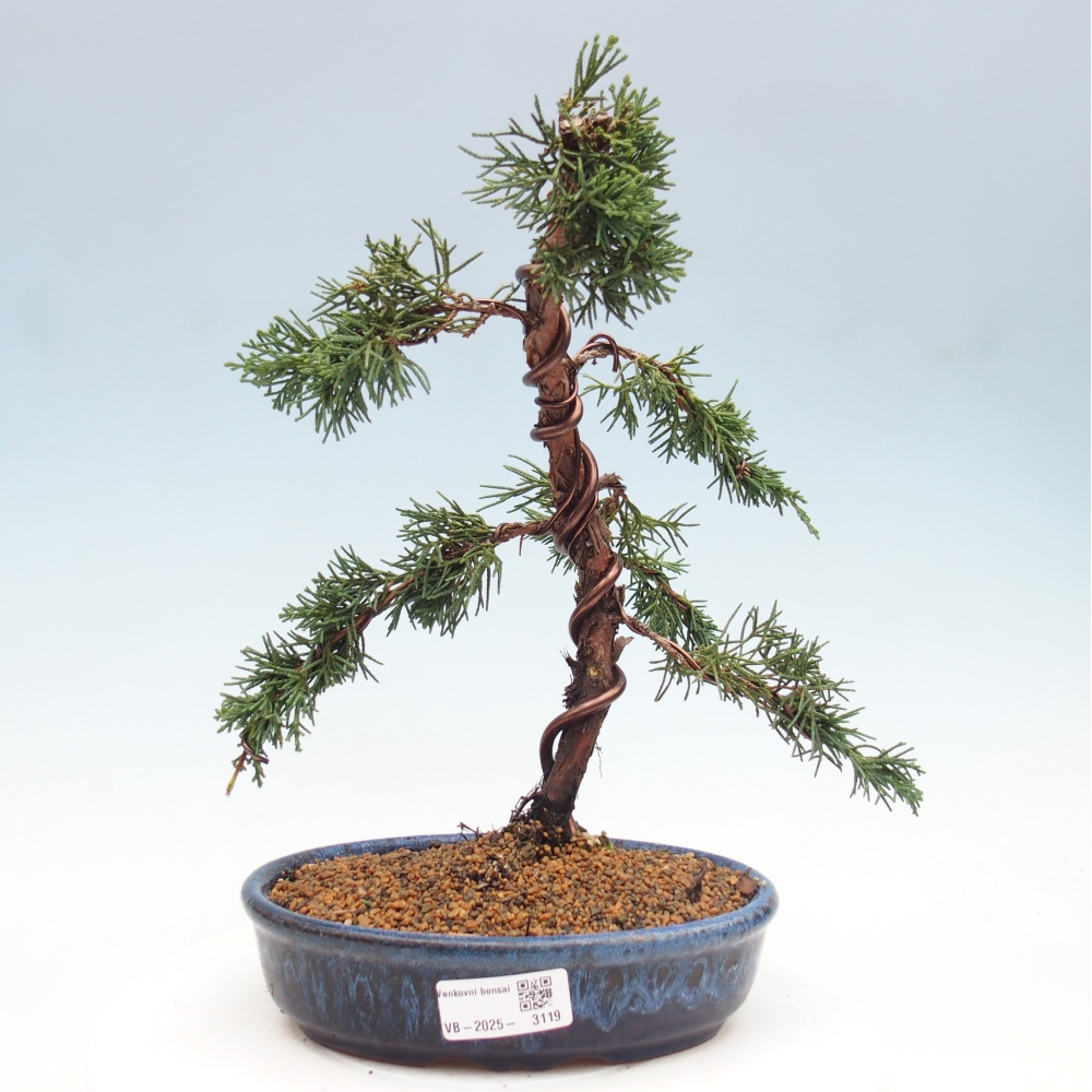 Bonsai im Freien - Juniperus chinensis Kishu - Chinesischer Wacholder
