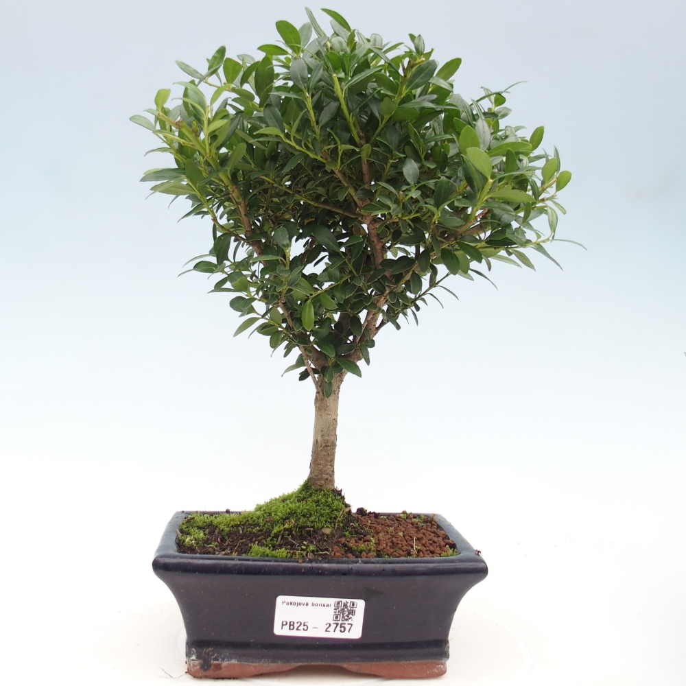 Indoor bonsai - Ilex crenata - Holly