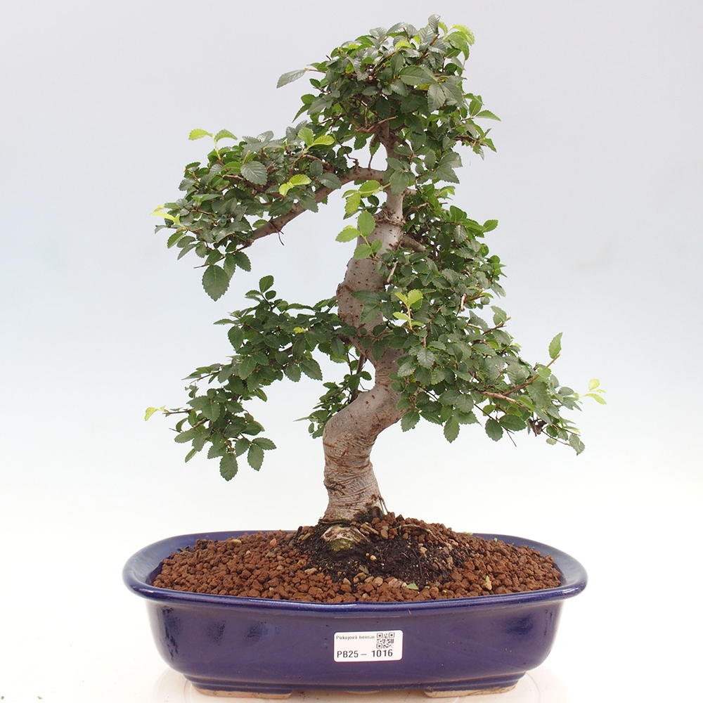 Zimmerbonsai - Ulmus parvifolia - Kleinblättrige Ulme