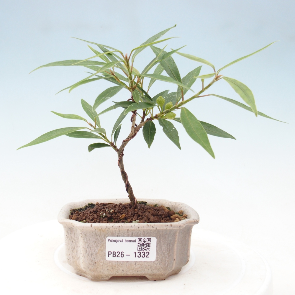 Zimmerbonsai - Ficus nerifolia - Kleinblättriger Ficus