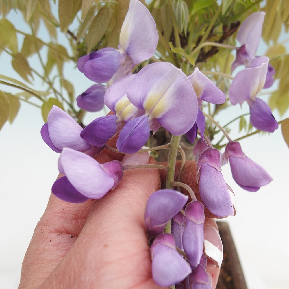 Bonsai im Freien - Wisteria floribunda - Wisteria floribunda