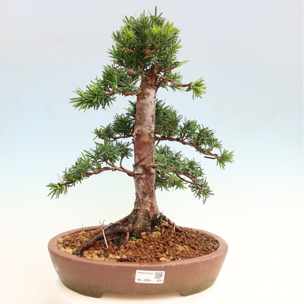 Bonsai für draußen - Taxus cuspidata - Japanische Eibe