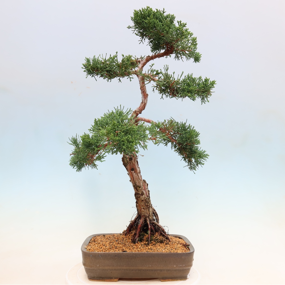 Bonsai für draußen - Juniperus chinensis Kishu