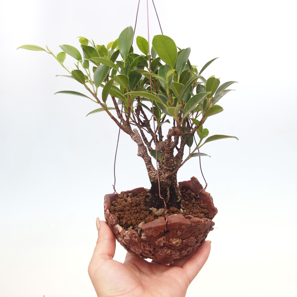 Kokedama aus Keramik - Kleinblättriger Ficus - Ficus kimmen