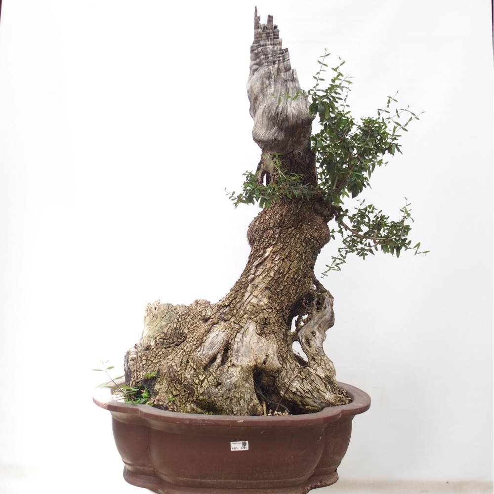 Indoor-Bonsai - Olea europaea sylvestris - Europäisches kleinblättriges Olivenöl