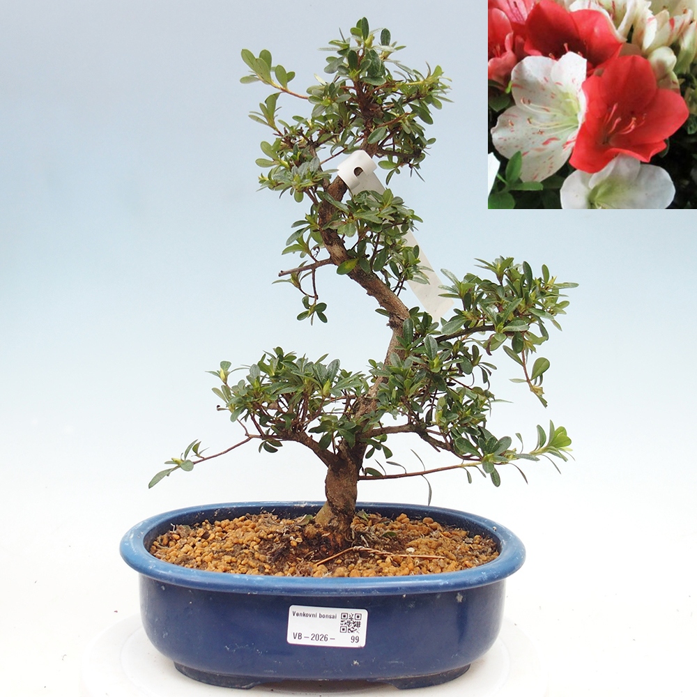 Bonsai für draußen - Japanische Azalee - Azalee Asahi-no-izumi