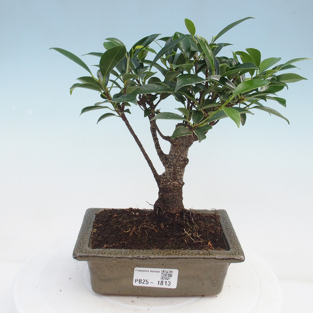 Zimmerbonsai - Ficus retusa - kleinblättriger Ficus