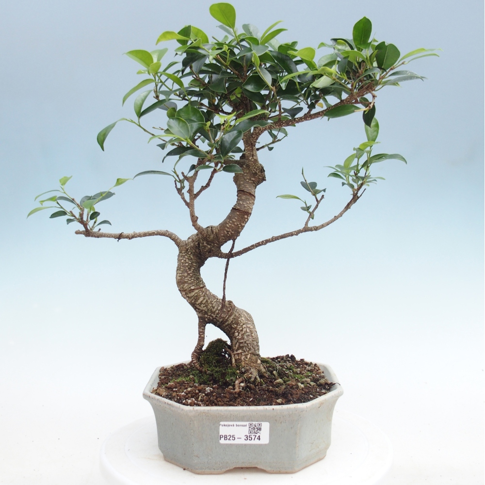 Zimmerbonsai - Ficus retusa - Kleinblättriger Ficus