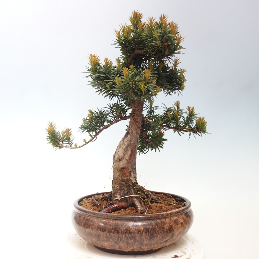Bonsai im Freien - Taxus cuspidata - Japanische Eibe