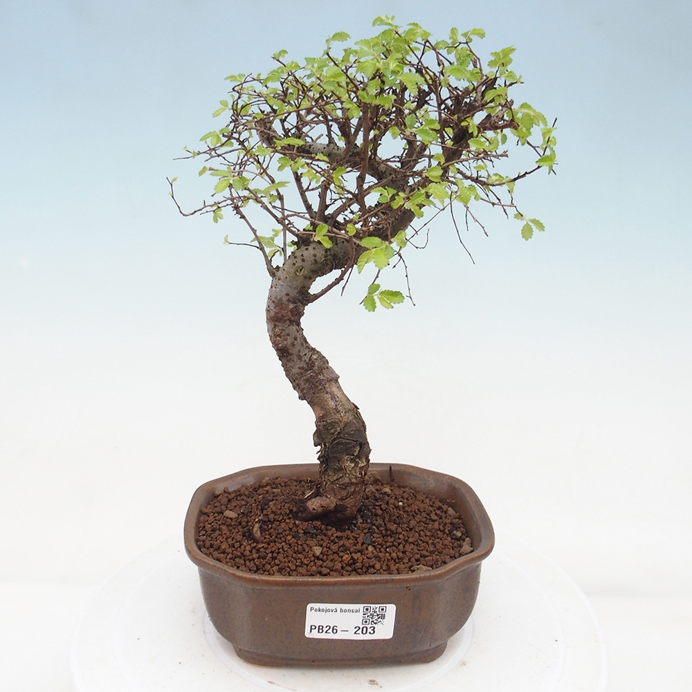 Zimmerbonsai - Ulmus parvifolia - Kleinblättrige Ulme